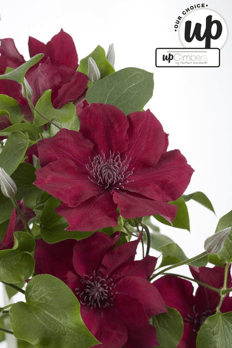 Clematite Boulevard® Nubia ™ - ↨70Cm - Ø19 - Klatreblomstrende Utendørsplante