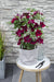 Clematite Boulevard® Nubia ™ - ↨70Cm - Ø19 - Klatreblomstrende Utendørsplante