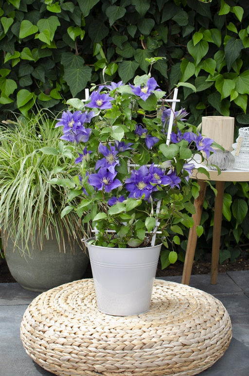 Clematite Boulevard® Olympia ™ - ↨70Cm - Ø19 - Klatreblomstrende Utendørsplante