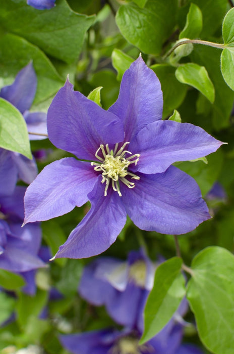 Clematite Boulevard® Olympia ™ - ↨70Cm - Ø19 - Klatreblomstrende Utendørsplante