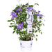 Clematite Boulevard® Olympia ™ - ↨70Cm - Ø19 - Klatreblomstrende Utendørsplante