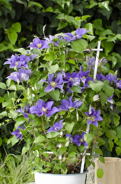 Clematite Boulevard® Olympia ™ - ↨70Cm - Ø19 - Klatreblomstrende Utendørsplante