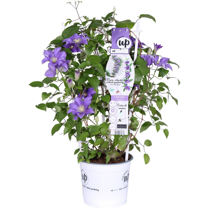 Clematite Boulevard® Olympia ™ - ↨70Cm - Ø19 - Klatreblomstrende Utendørsplante