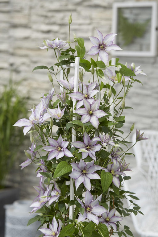 Clematite Boulevard® Samaritan Jo ™ - ↨65Cm - Ø15 - Klatreblomstrende Utendørsplante