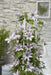 Clematite Boulevard® Samaritan Jo ™ - ↨65Cm - Ø15 - Klatreblomstrende Utendørsplante