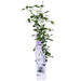 Clematite Boulevard® Samaritan Jo ™ - ↨65Cm - Ø15 - Klatreblomstrende Utendørsplante