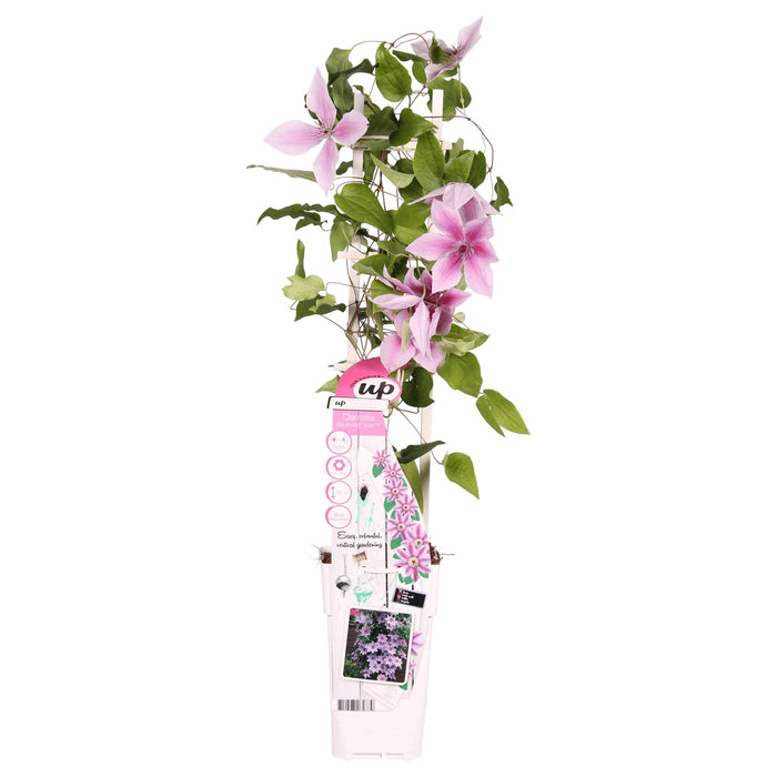 Clematite Boulevard® Yuan ™ - ↨65Cm - Ø15 - Blomstrende Klatreplante