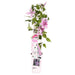 Clematite Boulevard® Yuan ™ - ↨65Cm - Ø15 - Blomstrende Klatreplante