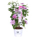 Clematite Boulevard® Yuan ™ - ↨70Cm - Ø19 - Blomstrende Utendørsplante