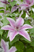 Clematite Boulevard® Yuan ™ - ↨70Cm - Ø19 - Blomstrende Utendørsplante