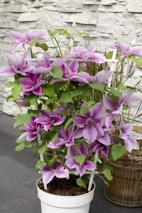 Clematite Boulevard® Yuan ™ - ↨70Cm - Ø19 - Blomstrende Utendørsplante