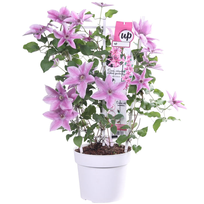 Clematite Boulevard® Yuan ™ - ↨70Cm - Ø19 - Blomstrende Utendørsplante