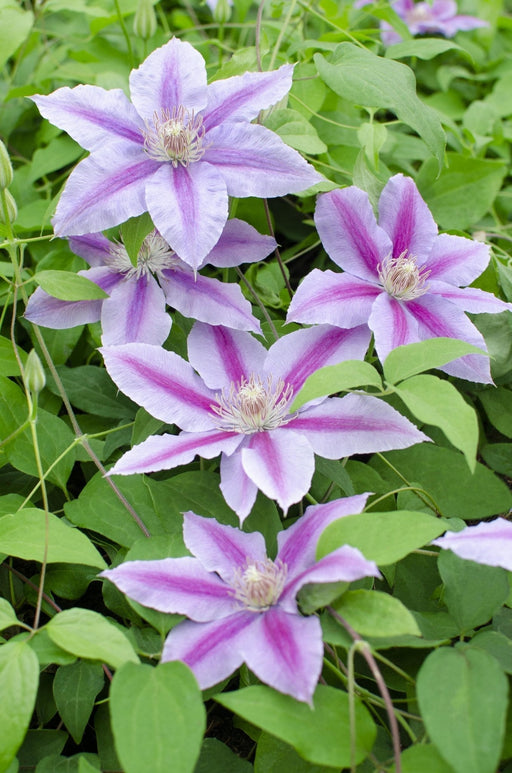 Clematite Dr Ruppel - ↨65Cm - Ø15 - Klatreblomstrende Utendørsplante