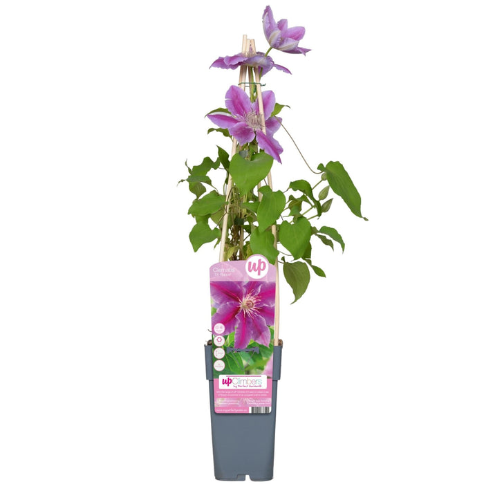 Clematite Dr Ruppel - ↨65Cm - Ø15 - Klatreblomstrende Utendørsplante