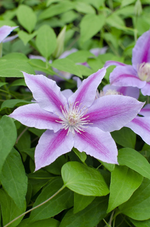 Clematite Dr Ruppel - ↨65Cm - Ø15 - Klatreblomstrende Utendørsplante