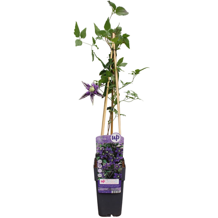 Clematite Florida 'Taiga' - ↨65Cm - Ø15 - Blomstrende Klatreplante