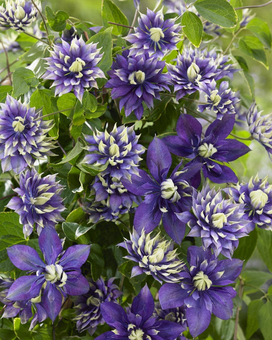 Clematite Florida 'Taiga' - ↨65Cm - Ø15 - Blomstrende Klatreplante