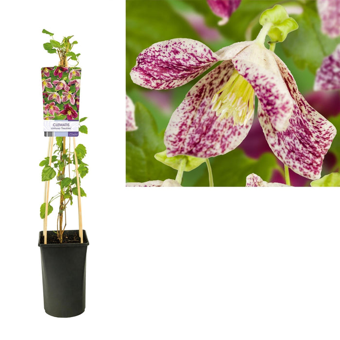 Clematis Fregner D17Cm H75Cm