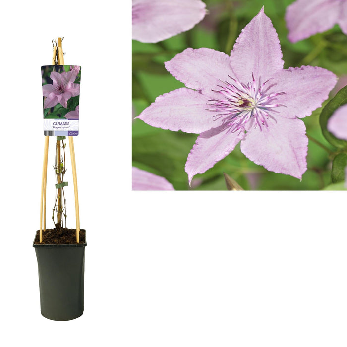 Clematis Hagley D17Cm H75Cm