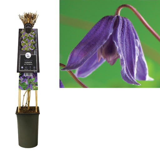 Clematis Helsingborg D17Cm H75Cm