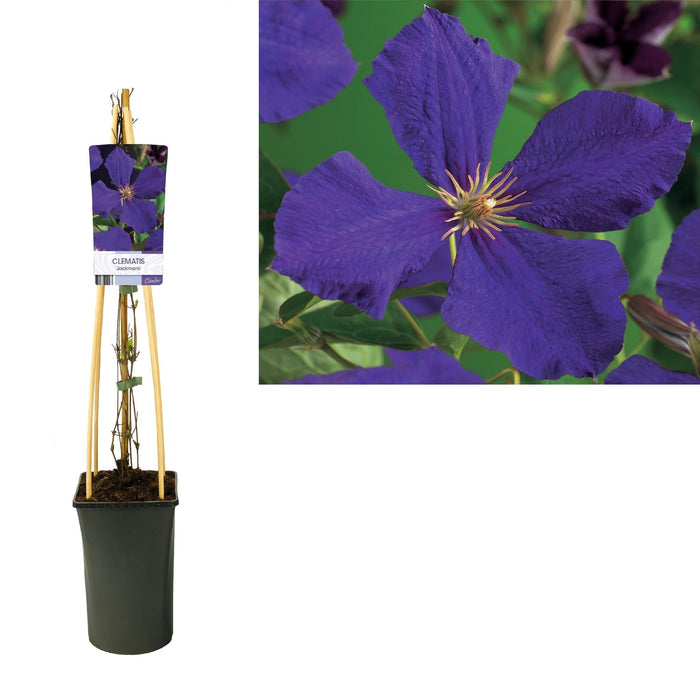 Clematis Jackmanii D17Cm H75Cm