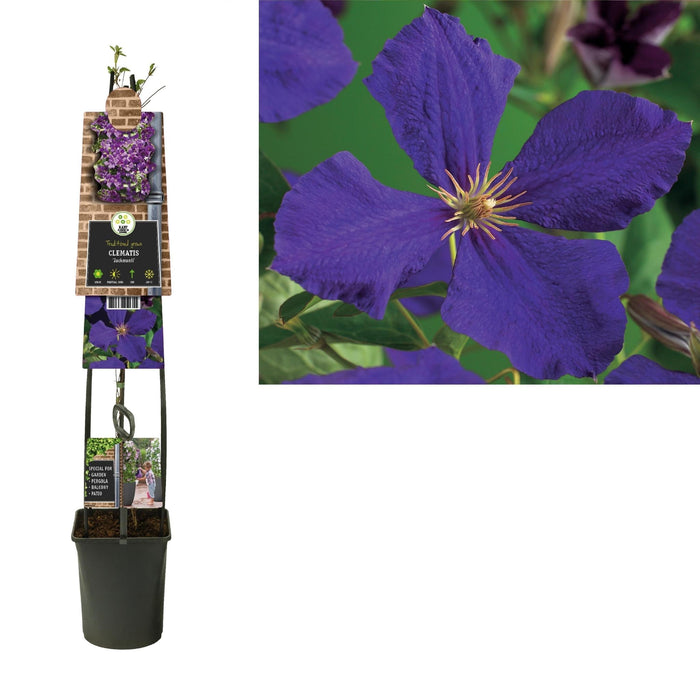 Clematis Jackmanii D23Cm H115Cm