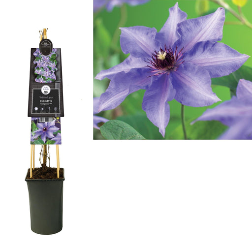 Clematis Konigskind D17Cm H75Cm