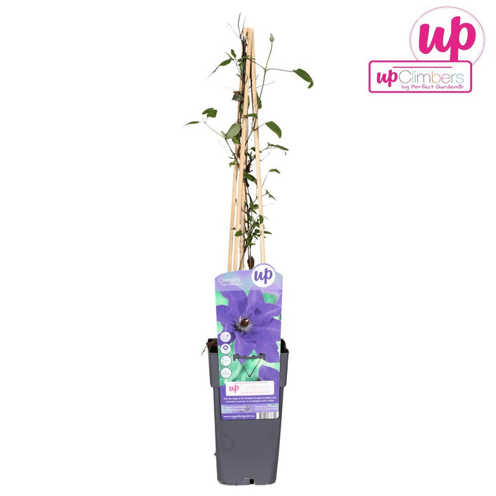 Clematite Le Président - ↨65Cm - Ø15 - Blomstrende Utendørsplante