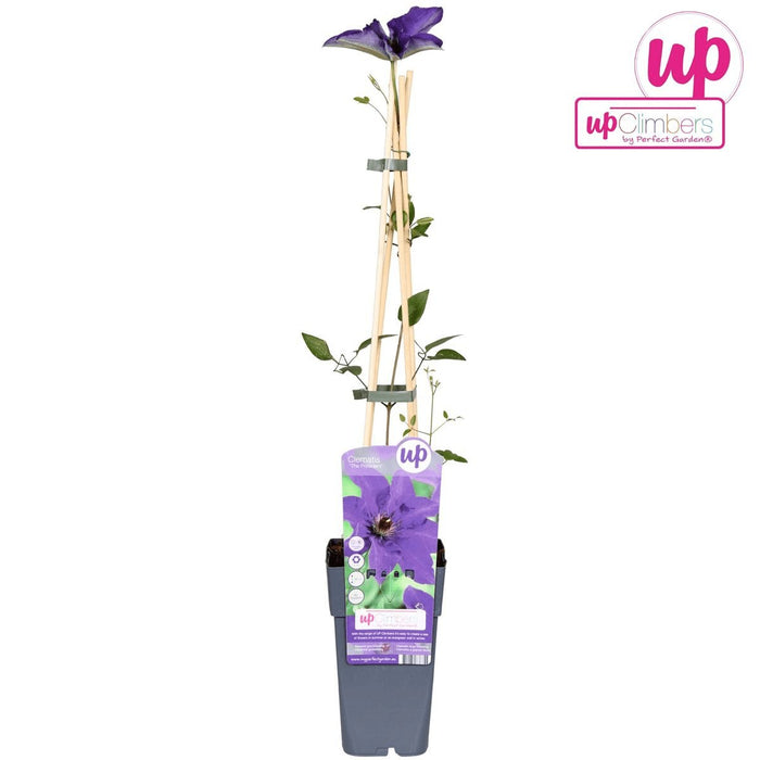 Clematite Le Président - ↨65Cm - Ø15 - Blomstrende Utendørsplante