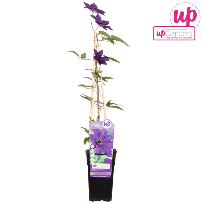 Clematite Le Président - ↨65Cm - Ø15 - Blomstrende Utendørsplante