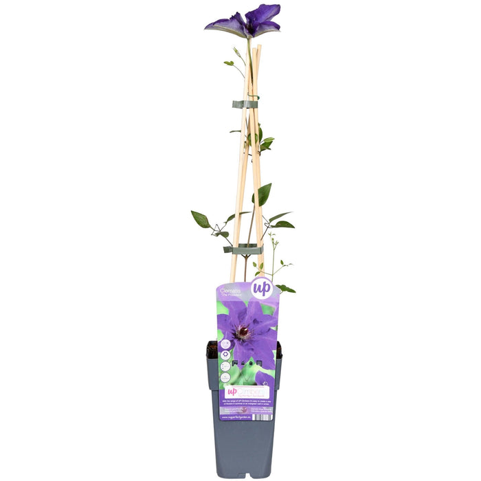 Clematite Le Président - ↨65Cm - Ø15 - Blomstrende Utendørsplante