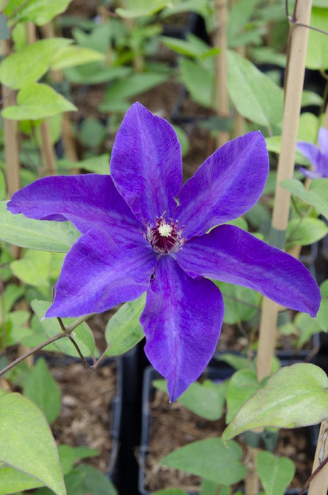 Clematite Le Président - ↨65Cm - Ø15 - Blomstrende Utendørsplante