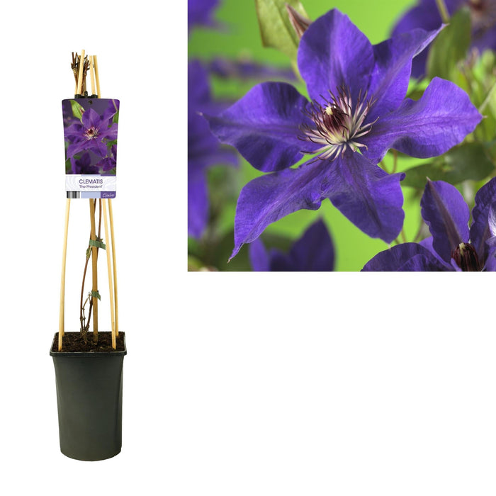 Clematite Presidenten D17Cm H75Cm