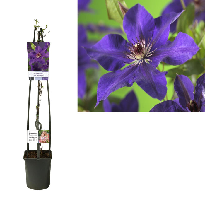 Clematis Le President D23Cm H115Cm