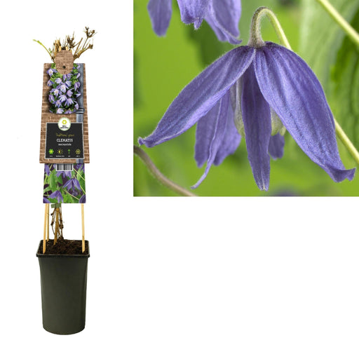 Clematis Macropetala D17Cm H75Cm