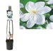 Clematite Madame Le Coultre Hvit D23Cm H115Cm