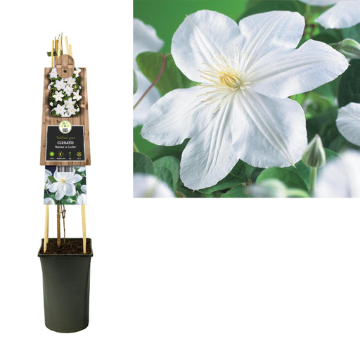 Clematis Madame Le Coultre D17Cm H75Cm