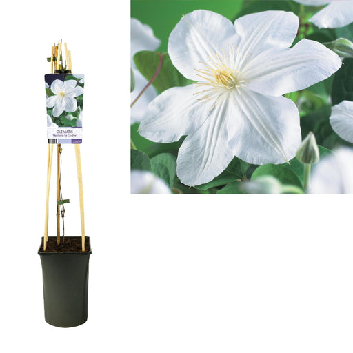 Clematis Madame Le Coultre D17Cm H75Cm