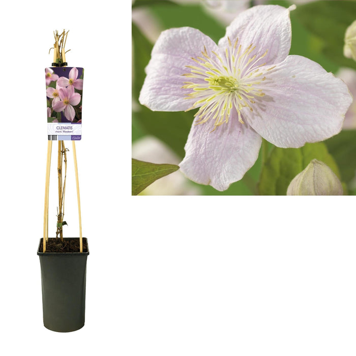 Clematis Montana D17Cm H75Cm