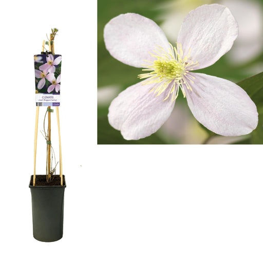 Clematis Montana Spring D17Cm H75Cm