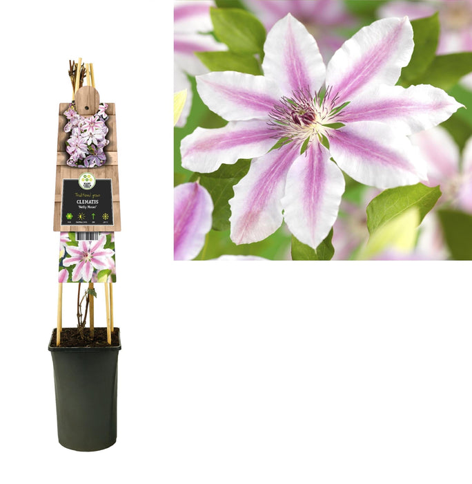 Clematite Nelly Moser D17Cm H75Cm