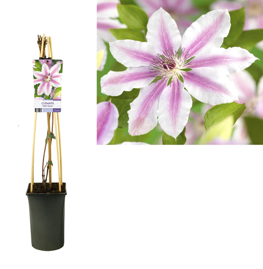 Clematite Nelly Moser D17Cm H75Cm