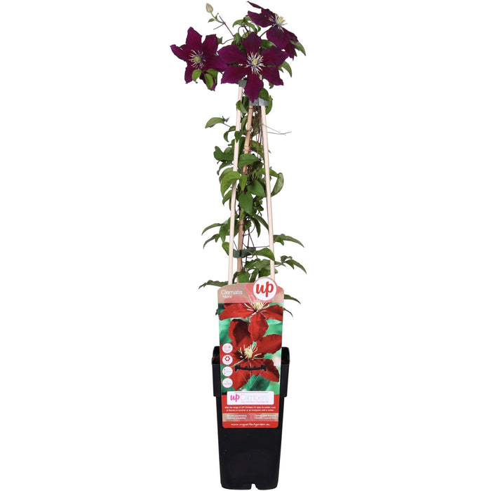 Clematite Niobe - ↨65Cm - Ø15 - Klatreblomstrende Utendørsplante