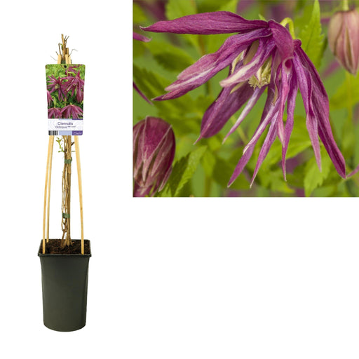 Clematis Blekksprut D17Cm H75Cm