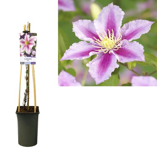 Clematite Pillu Lilla Rosa D17Cm H75Cm