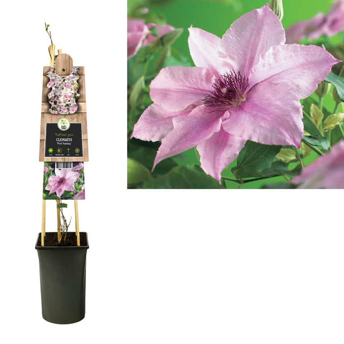 Clematite Pink Fancy D17Cm H75Cm