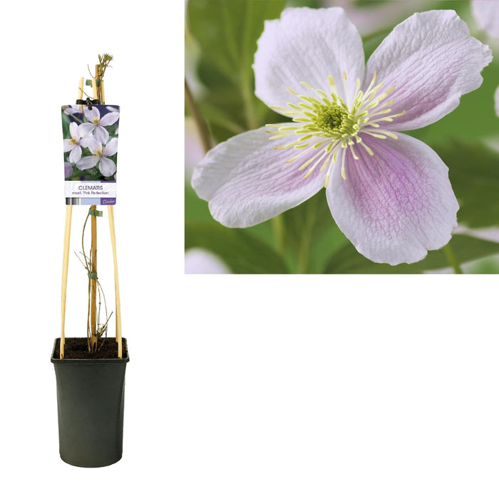 Clematite Pink Perfection D17Cm H75Cm