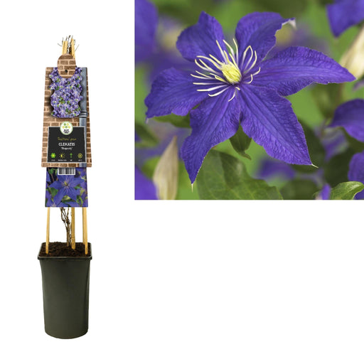 Clematis Rhapsody D17Cm H75Cm