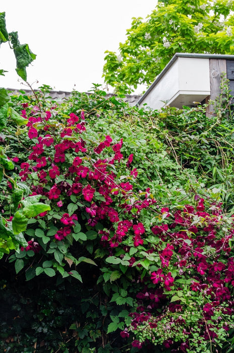 Clematite Red Cardinal - ↨65Cm - Ø15 - Klatreblomstrende Utendørsplante