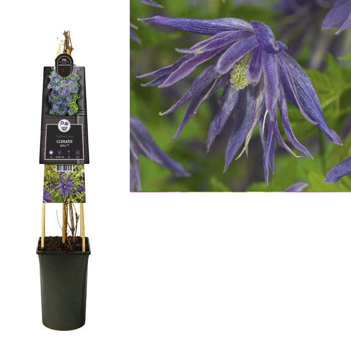 Clematis Spiky D17Cm H75Cm